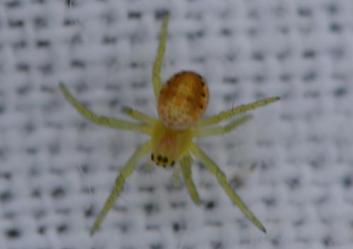 Araniella sp.